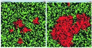 Die Verteilung der (roten) kooperierenden Tendenzen in einer sonst (defektierenden) grünen Welt nach 100 und nach 500 Runden